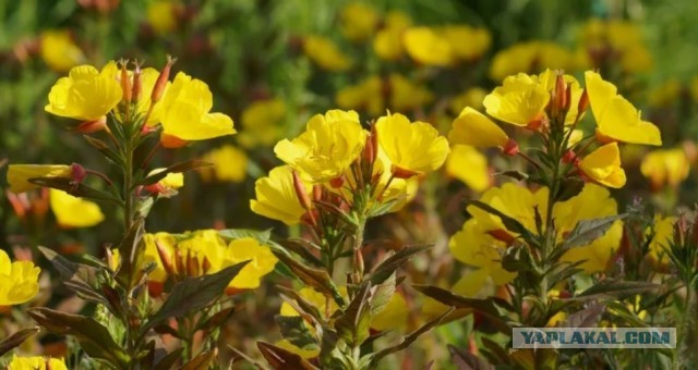 Я заснял! Я заснял!