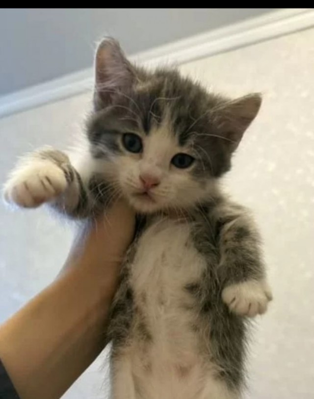 К завершению КотоВторника
