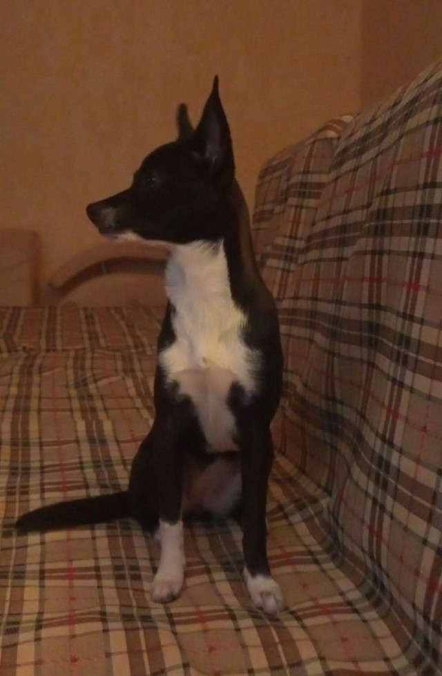 Котенок по имени Гав