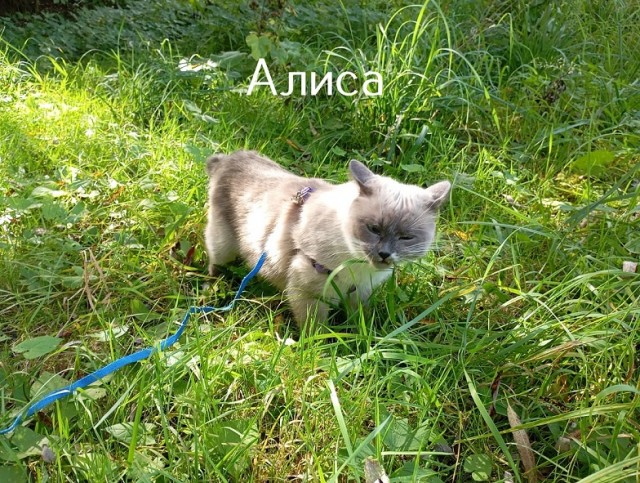 Жизнь домашнего приюта "Котоленд" 519