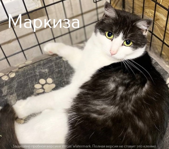Жизнь домашнего приюта "Котоленд" 523