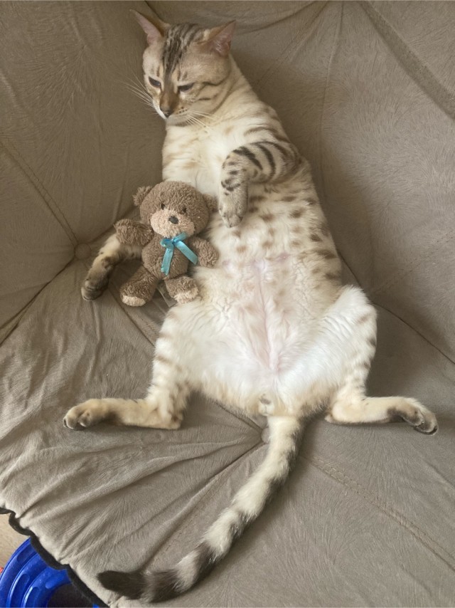 Котовторник же!