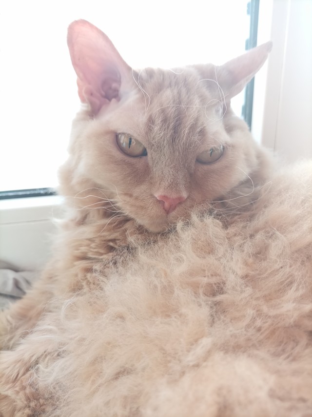 Котовторник 24.02