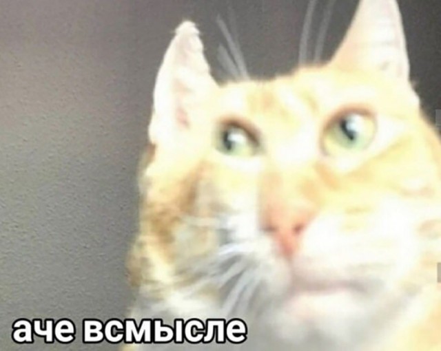 В Таиланде против кошки возбудили уголовное дело.