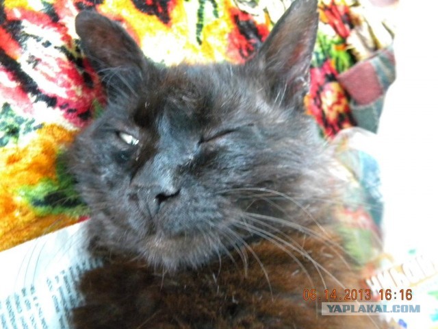 Котовторник 23.07.2013