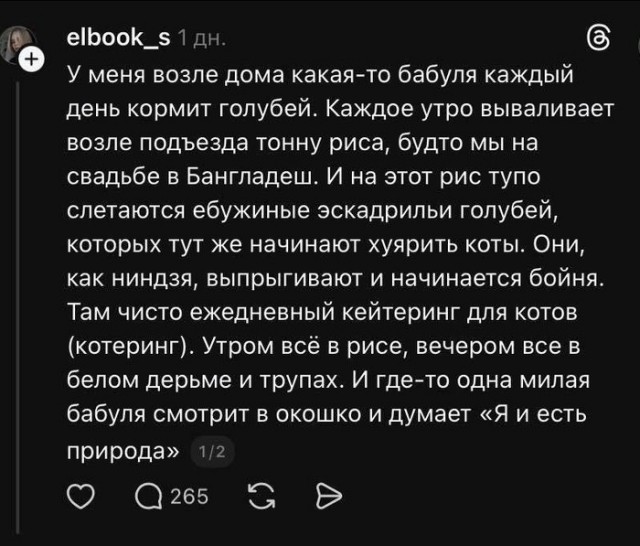 Бабушка закупает зерно целыми мешками, чтобы кормить им голубей, которых, в свою очередь, жрут... чайки