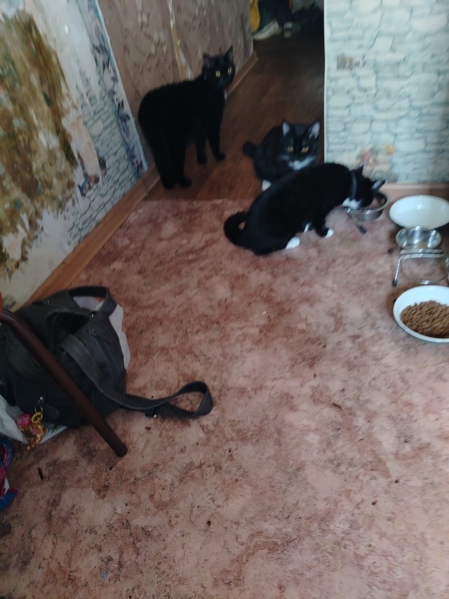 котовторник