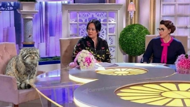 У манула Тимофея из Московского зоопарка появилось три претендентки на "лапу и сердце"
