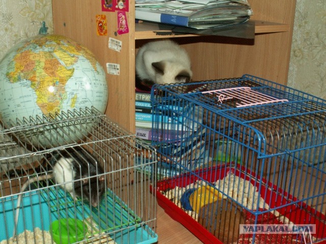 Котовторник  30.07.2013