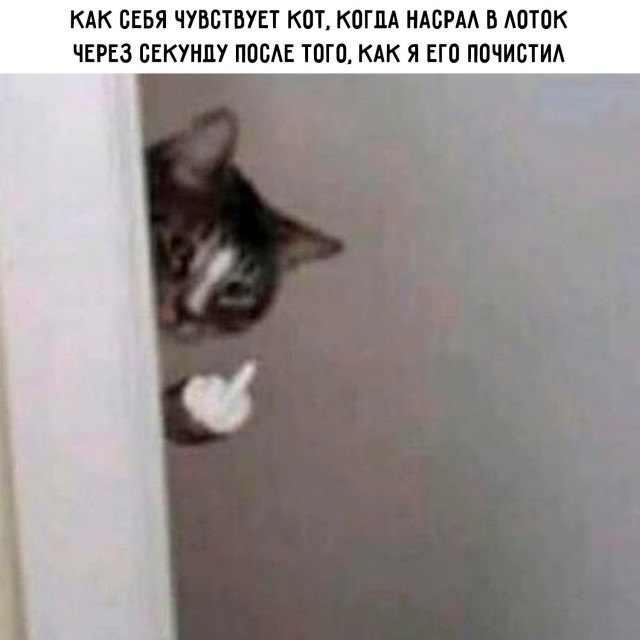 Картинки для деградации 248 (разной степени свежести)