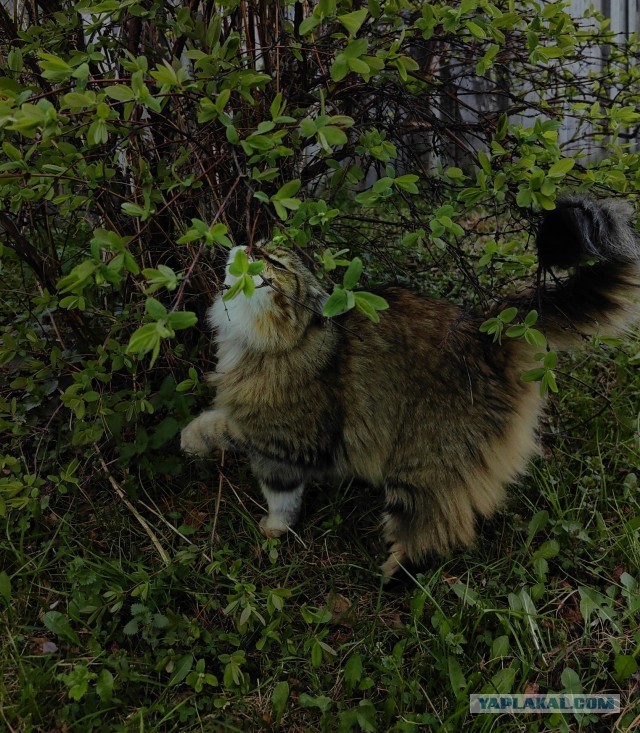 Фотки красивого кота.