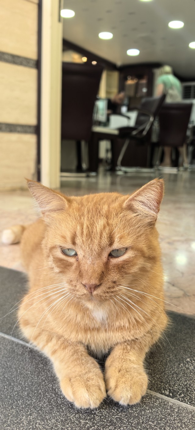 Котовторник 29.09.2026