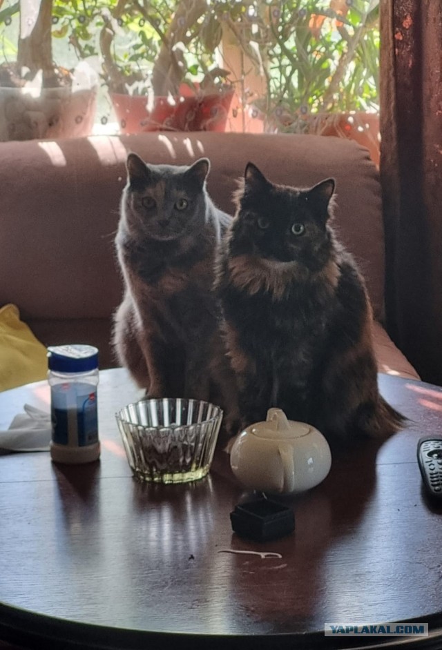 Котовторник.