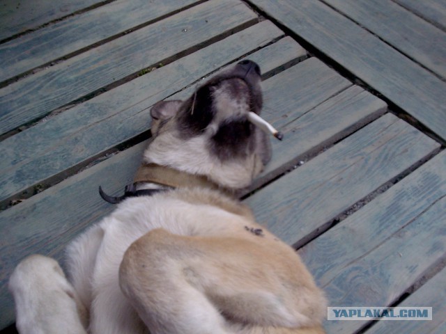 RUSSIAN AЯMY DOG