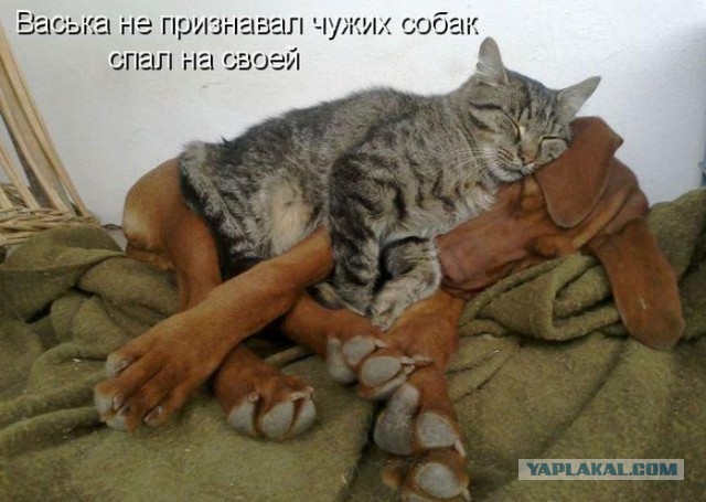 Породы кошек. Часть 1