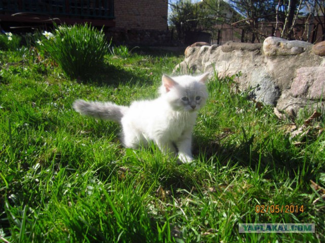Котовторник 6.05.2014