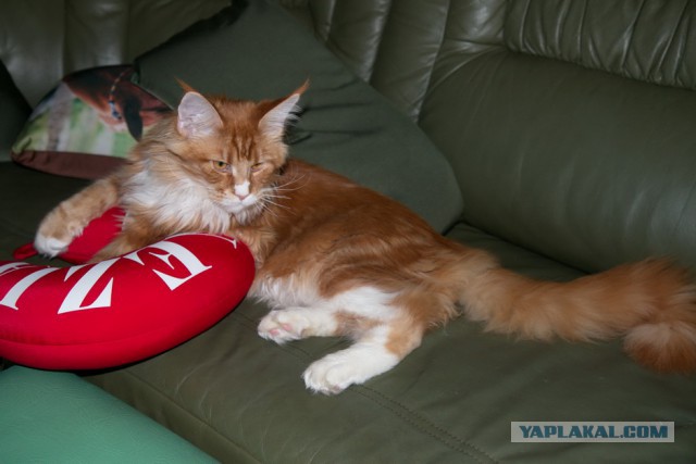 Котовторник 17.06.2014