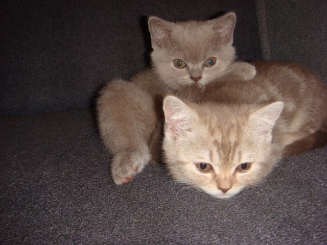 Котовторник 15.07.2014.