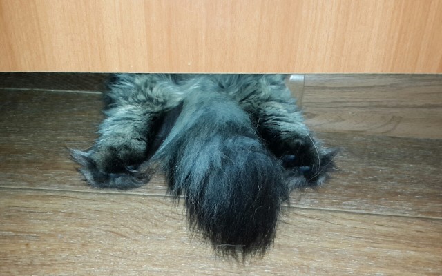 Котовторник 15.07.2014.