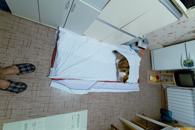 Котовторник 22.07.14
