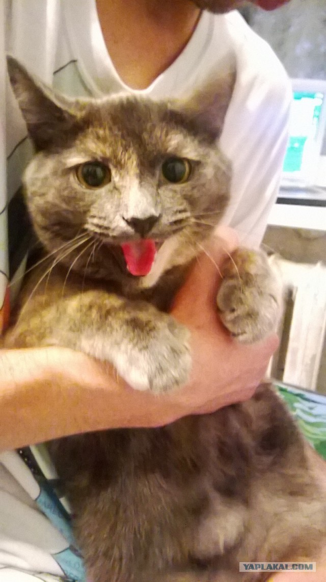 Котовторник 02.09.2014