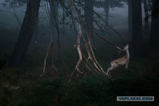 Лучшие фотографии National Geographic