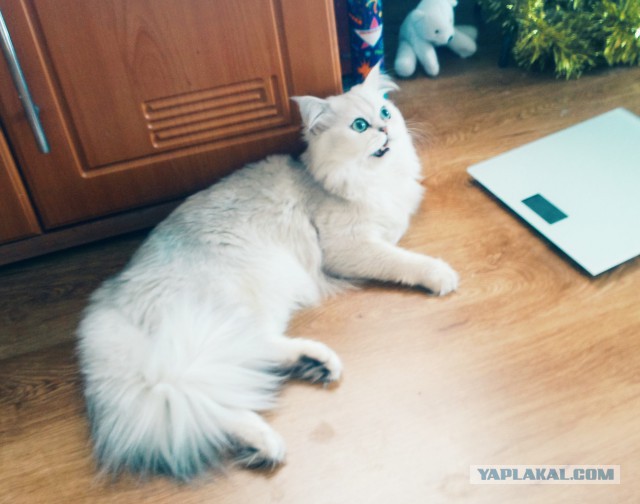 Котовторник