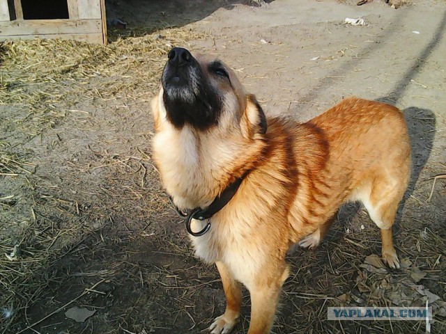 Мой домашний сезонный предсказатель