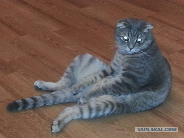 Котовторник 31.03.2015