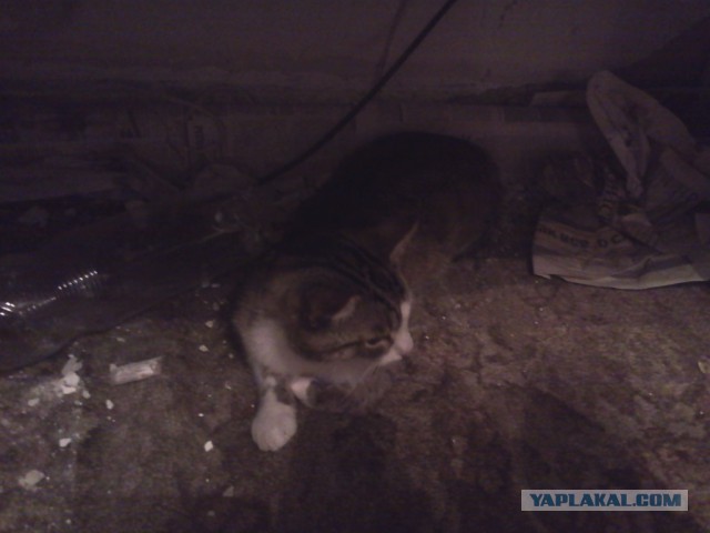 Котовторник 30,06, 2015