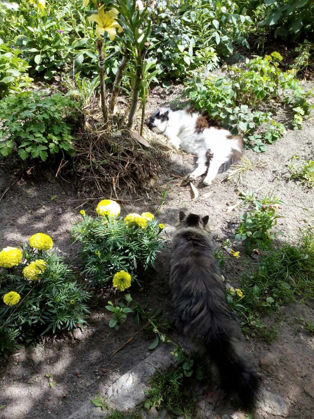 Котовторник 11.08.2015