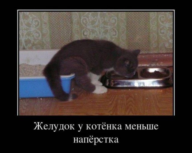 Плюшкиным посвящается