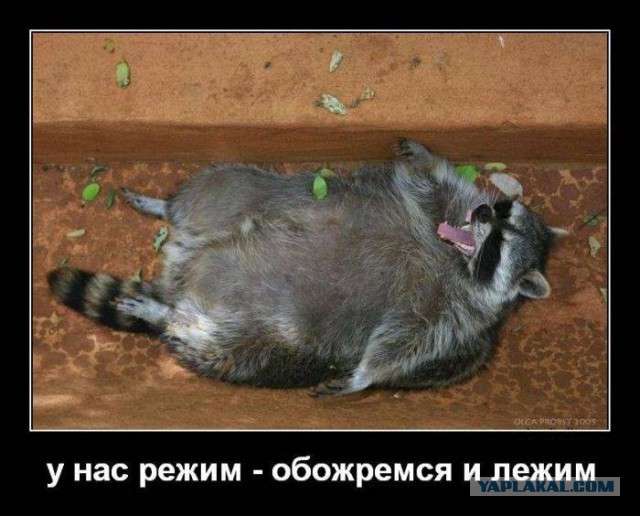 Плюшкиным посвящается