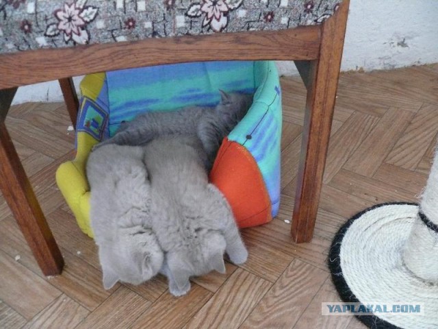 Котовторник 13.10.2015