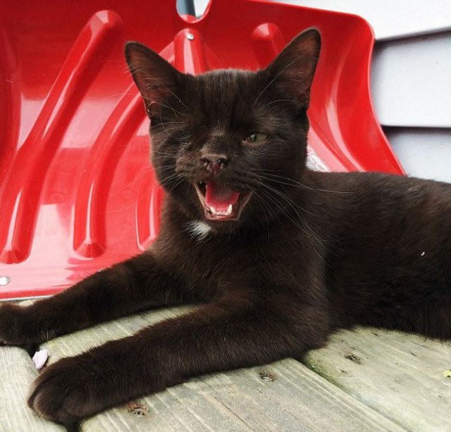 Одноглазый кот-пират по кличке Уэсли