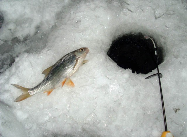 Рыбалка в Финском заливе (корюшка, плотва и густера)