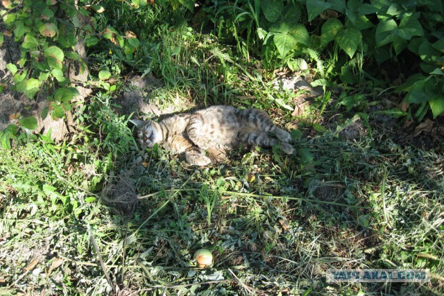 Мимимишности пост