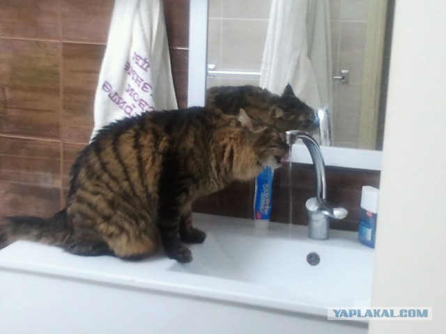 Котовторник 31.05.2016