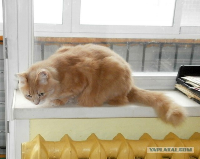 Несмотря на свою слепоту, эта удивительная кошечка умеет многое