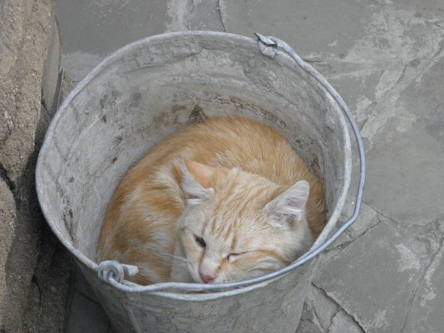 Кот сказал, что он умер