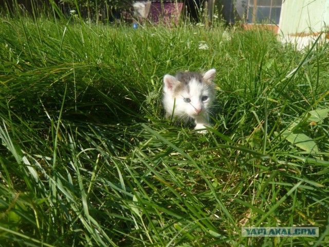 А у нас сегодня кошка родила вчера котят