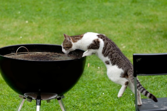 Коты из сети