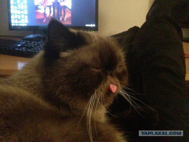 Котовторник 06.12.2016