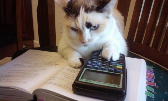Коты из сети