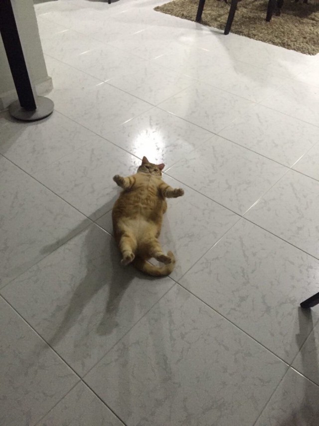 Коты из сети