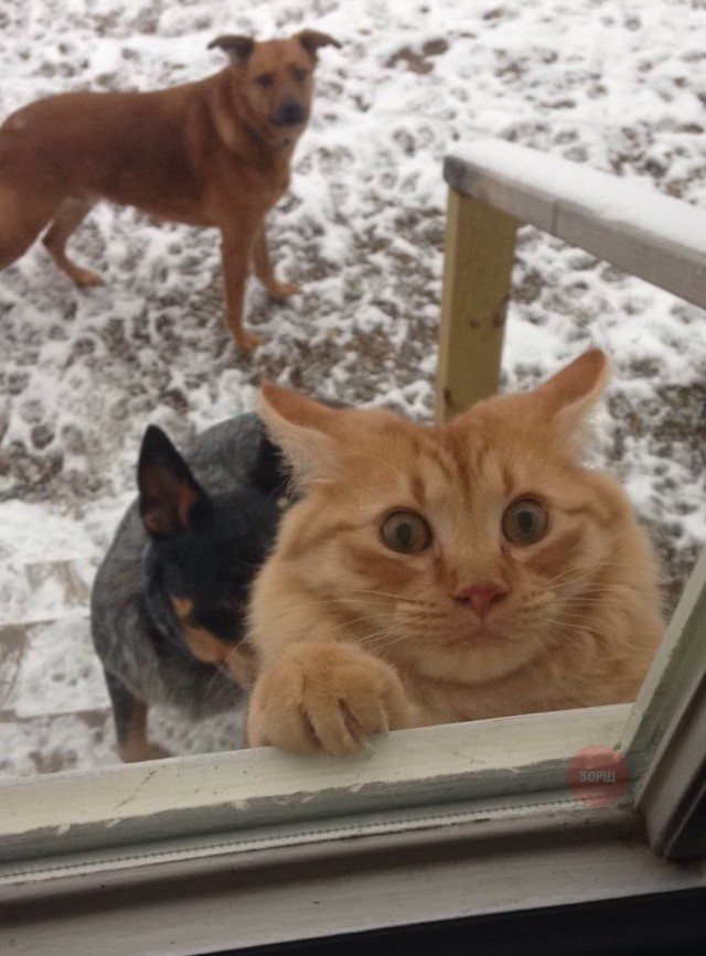 Коты из сети