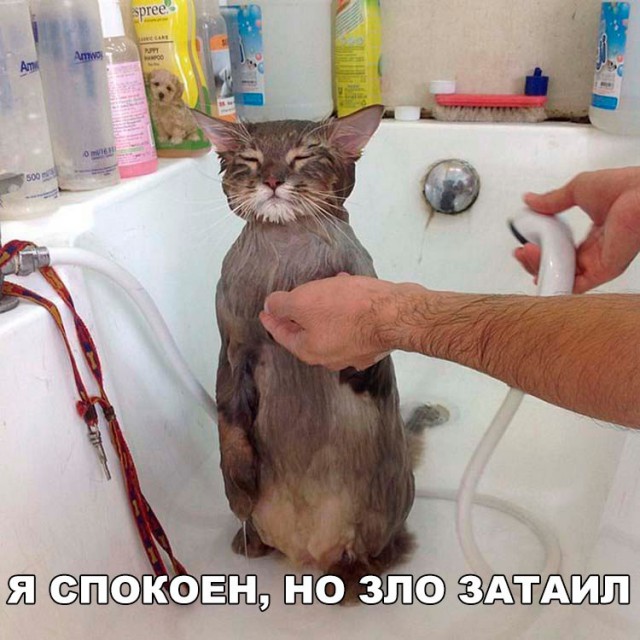 Коты и Кошки
