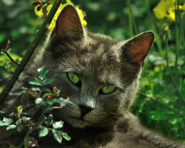 Коты и Кошки
