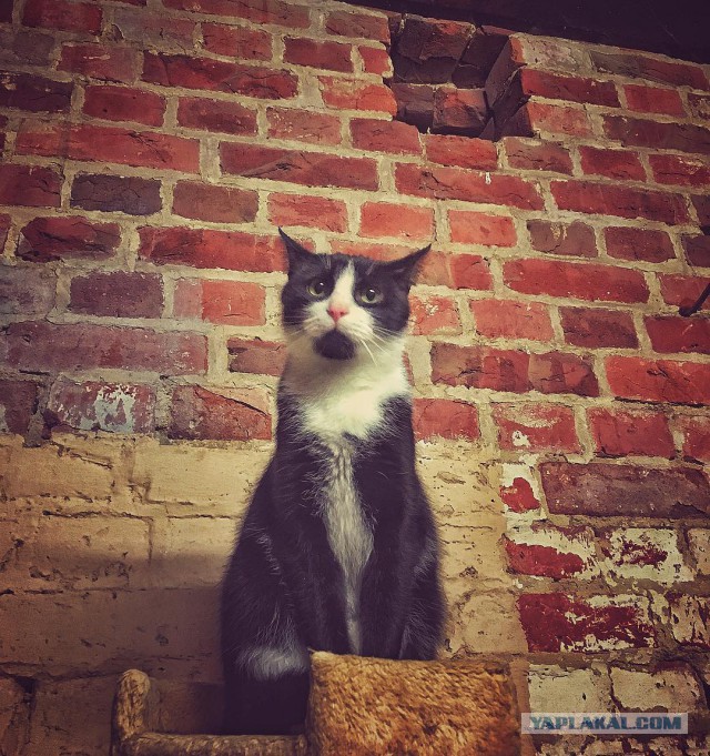 Котовторник
