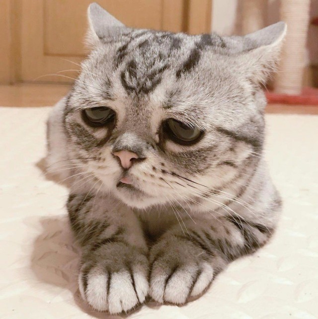 Коты и Кошки